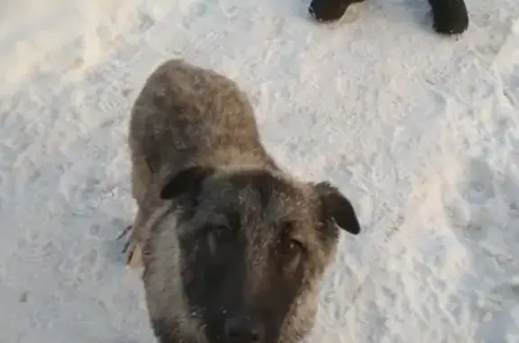 Пропала собака в Железногорске на 9квартале: помогите найти Мишу!