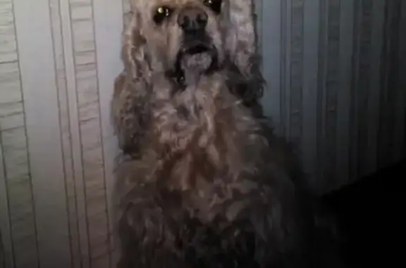 Найдена собака кокер спаниель на Автозаводской линии