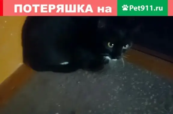 Найдена кошка в Тюмени, ищу новых хозяев