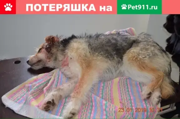 Найдена собака в Донецке, нужен хозяин!