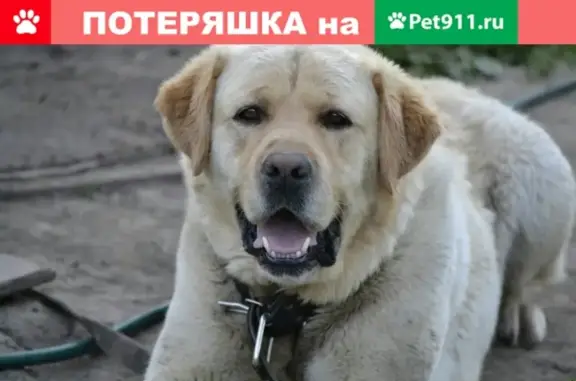 Пропал пес Ронд в Щурово