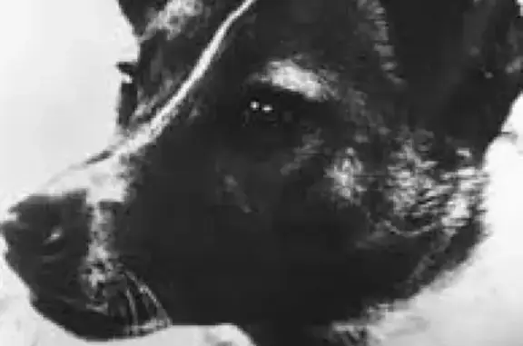 Найдена собака в Всеволожске-Мкр. Южный