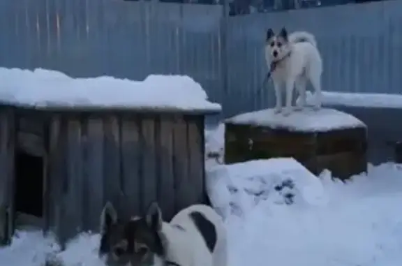 Собаки потеряшки, Куземское, фото: Потеряшка собака в селе Калгалакша, Кемский район