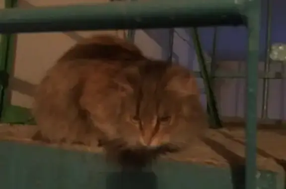 Потерянная кошка на Менделеева 211, Самара