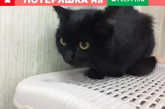 Найдена домашняя черная кошка в Изумрудном городе