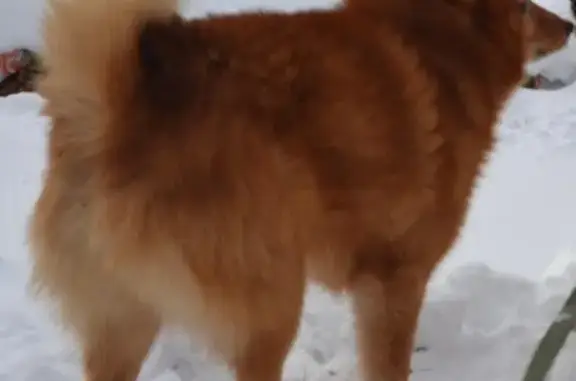 Пропала собака Урсик в ХМАО, Карело-финская лайка, 9 лет.