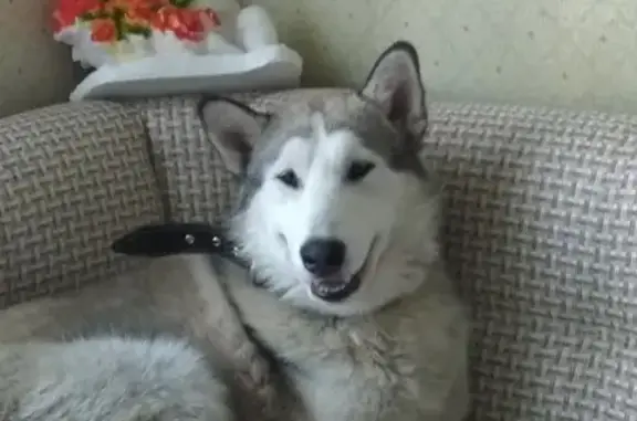 Собаки потеряшки, Нижний Новгород, фото: Потеряшка собака в ТЦ Открытый материк, Нижний Новгород