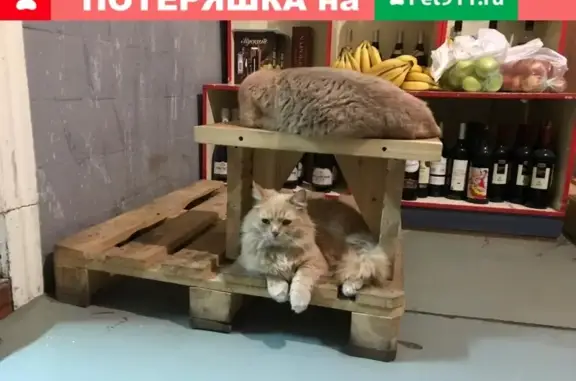 Пропала кошка Переславль!