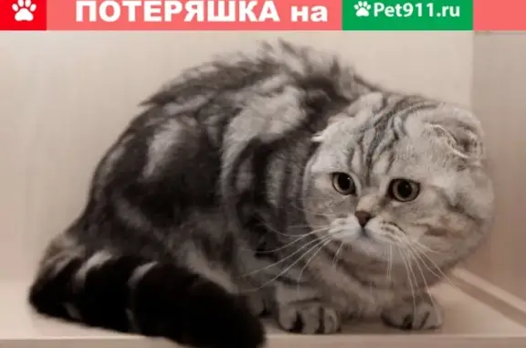 Пропал кот Тигруля в Бугульме, Республика Татарстан