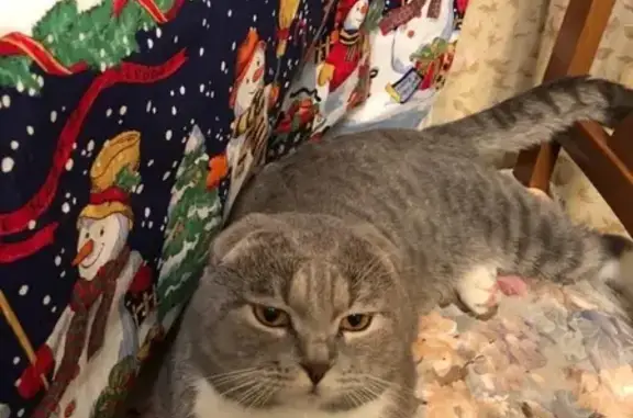 Кошки потеряшки, Тамбов, фото: Потеряшка кот Васька на ул. Лизы Чайкиной, Тамбов