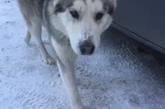 Найдена дружелюбная собака в Набережных Челнах