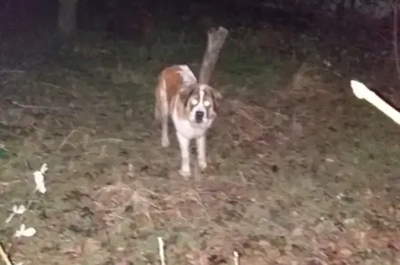 Собака найдена в Анапе