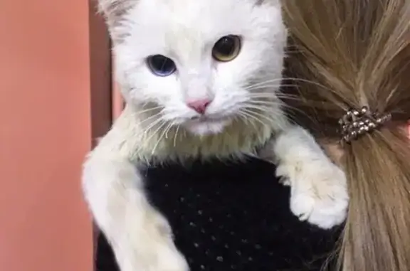 Найден белый кот с разноцветными глазами в Елизавет (Екатеринбург)