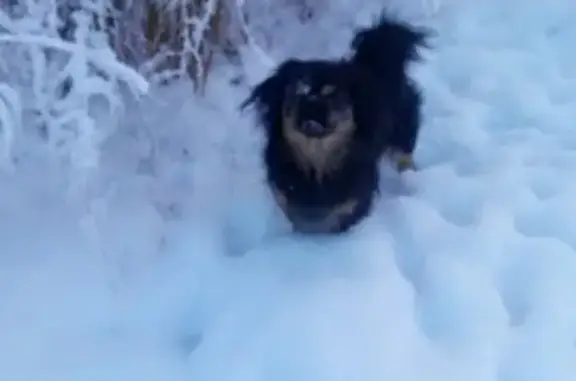 Пропала собака Тоша на ул. Можарова, Ижевск