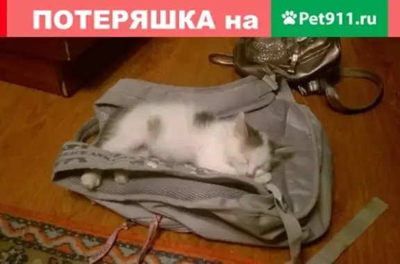 Пропал белый кот с серыми пятнами в Балахне, Нижегородская область