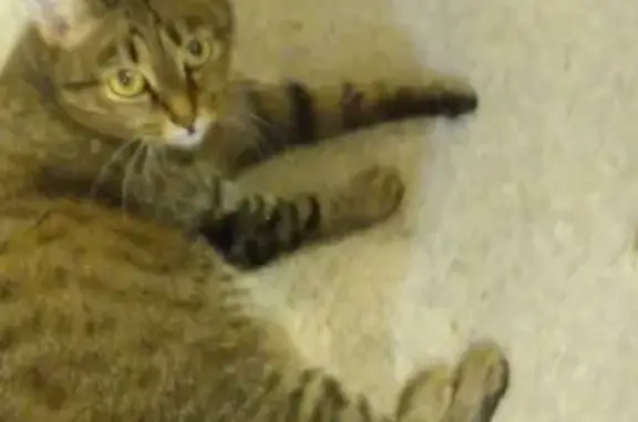 Пропала кошка Мурка в микрорайоне Южный, Учалы