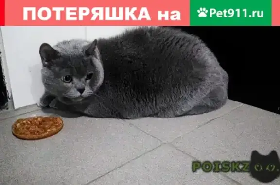 Найден домашний кот на улице Новаторов, Москва