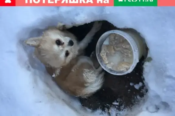 Собака Лежал найдена на улице Кулакова, 15к1 (Москва)
