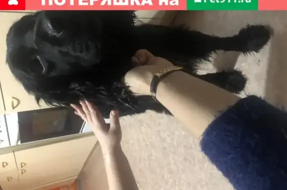 Найдена собака Спаниель в Братске!
