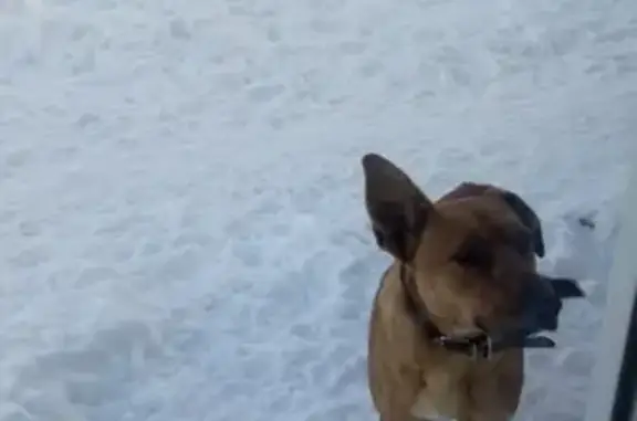 Найдена собака в Темкино, Владимирская область