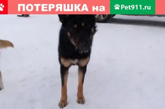Найдена собака в Перми, ищем хозяина!