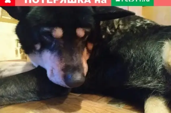 Найден пожилой пёс в СПб, ищем хозяев!