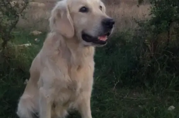 Пропала собака в Заречье, Крым - золотистый ретривер Лиза!