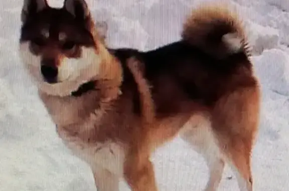 Пропала собака в Сызрани, ищем Лайку!