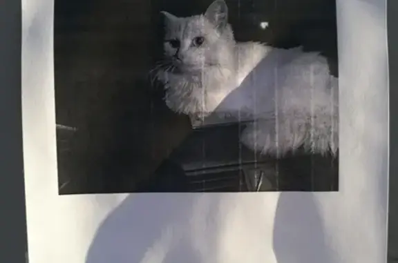 Найдена белая кошка в Екатеринбурге