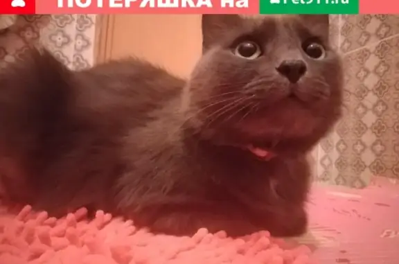 Потерянные животные Красномайский, фото: Пропала кошка в Красномайском, ул. Кирова, д.13