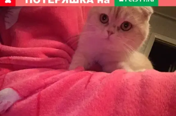 Пропал кот Марсик в Аткарске, помогите найти!