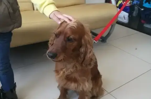 Собаки потеряшки, Липецк, фото: Потеряшка пёс в Липецке, район Зегеля