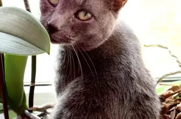 Кошки потеряшки, Суходолье, фото: Потеряшка кошка в Суходолье, ул. Центральная, д. 6.