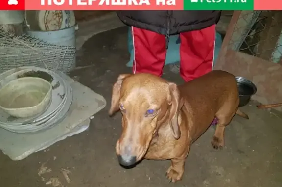 Собака найдена в Славянске-на-Кубани, обращаться по номеру.