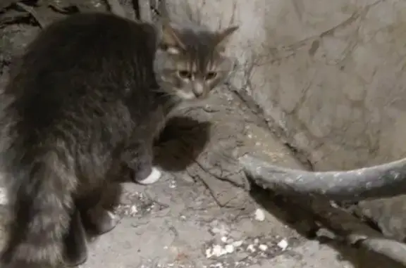 Найден кот на Аллее Смелых