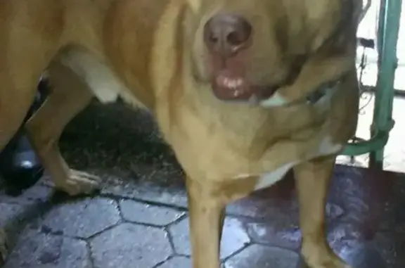 Найдена крупная собака в Новокузнецке