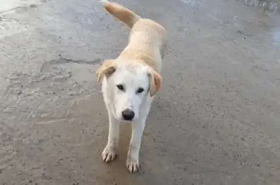 Пропала собака по Кличке Бой в Калининграде