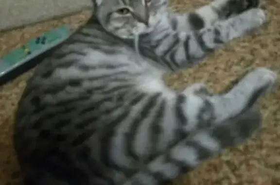 Кошки потеряшки, Большеклочковское, фото: Потеряшка кошка в д. Суббочево, Ивановская область