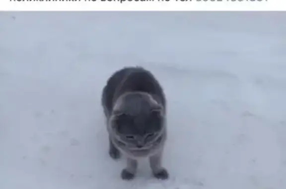 Пропал кот Семён в Белгородской области