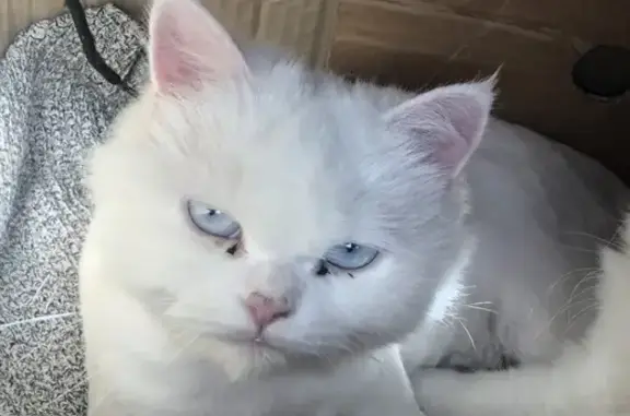 Пропала Ангорская кошка Соня, белого окраса с голубыми глазами в Долгопрудном.