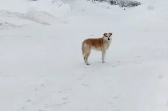Найдена рыжая собака возле водаканала в Великом Новгороде