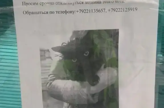 Найдена черная кошка/кот (Первоуральск, Свердл. обл.)