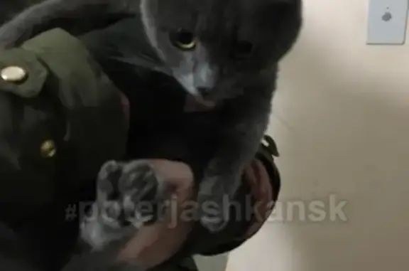 Найдена кошка на Сибиряков гвардейцев, чья киса?