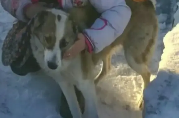 Пропала собака в Вилючинске, Камчатский край