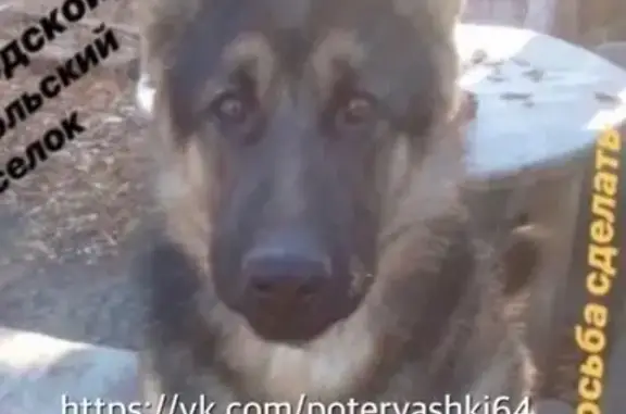 Пропала собака в поселке Комсомольском, Саратов
