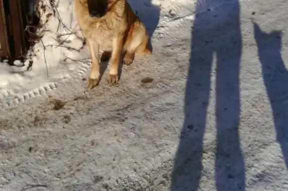 Пропала собака на улице Школьной, дом 29 в селе Ям