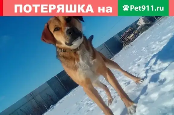 Собаки потеряшки, Архангельские Борки, фото: Потеряшка кобель в селе Арх. Борки - помогите!