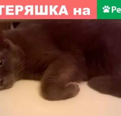 Кошки потеряшки, Исток, фото: Потеряшка кошка на улице Главной, дом 8, Екатеринбург