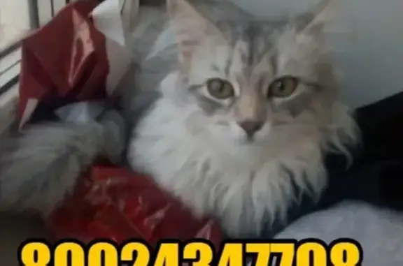 Пропала кошка на ул. Подольских Курсантов, Йошкар-Ола