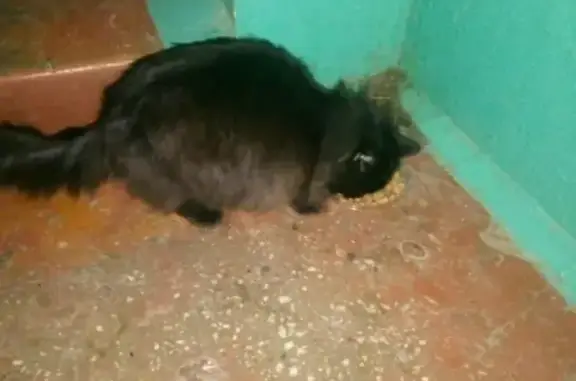 Найдена кошка на ул. Льва Толстого